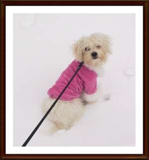 Imperechere Bichon Maltez Baiat