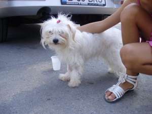 Imperechere Bichon Maltez Baiat