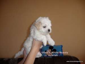 Vand Pui Bichon Bolognese cu Certificat de Origine