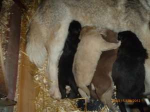 vand husky siberieni