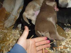 vand husky siberieni