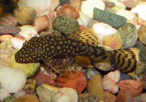 vand ancistrusi delichopterus