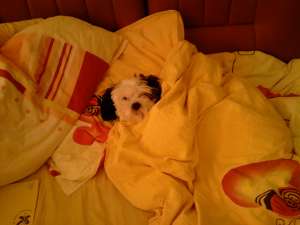 Caut pentru imperechere Catelusa bichon