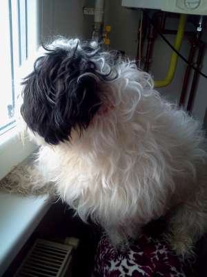 Caut pentru imperechere Catelusa bichon