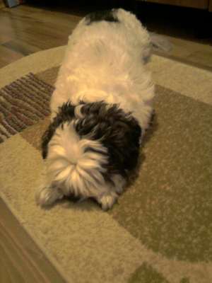 Caut pentru imperechere Catelusa bichon