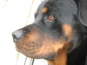 Caut femela rotweiller pt imperechere