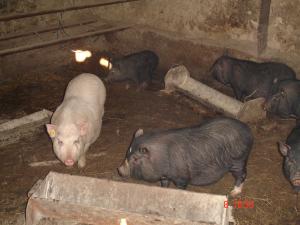 Vand porci vietnamezi
