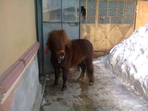 vand ponei