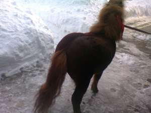 vand ponei