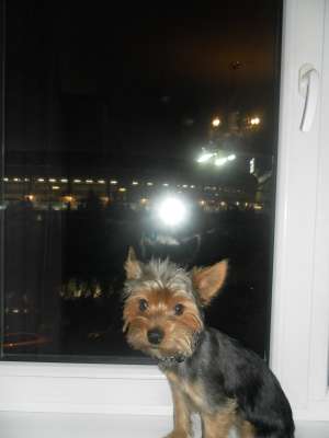 CAUT FEMELA YORKSHIRE TERRIER PENTRU IMPERECHERE