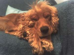 Pierdut Cocker spaniel auriu,  Zona MARGEANULUI-Antiaeriana