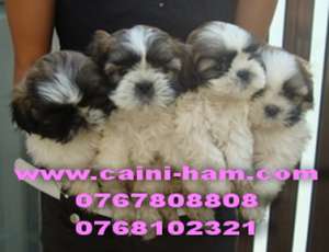 Shih-Tzu de vanzare