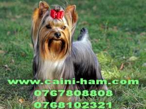Yorkshire Terrier