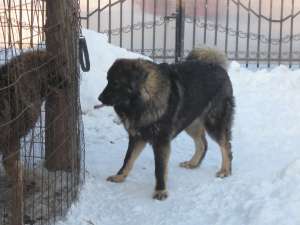 VIND MASCUL CIOBANESC CAUCAZIAN  8.5 LUNI