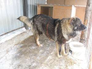 VIND MASCUL CIOBANESC CAUCAZIAN  8.5 LUNI