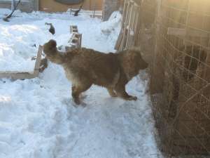 VIND FEMELA CIOBANEC CAUCAZIAN 8.5 LUNI