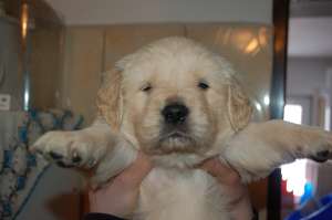 De vanzare pui Golden Retriver