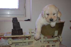 De vanzare pui Golden Retriver