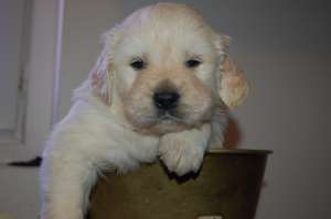 De vanzare pui Golden Retriver