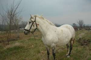 Vand iapa