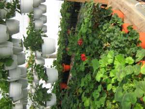 VAND MUSCATE PITICE, CURGATOARE, PETUNII,  PANSELE SI MULTE ALTELE