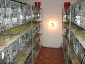 CEDEZ FERMA CHINCHILLA