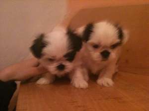 vand pui shih-tzu