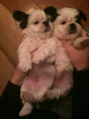 vand pui shih-tzu