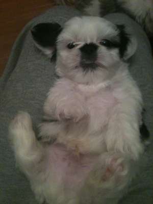 vand pui shih-tzu