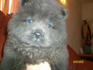 FETITA CHOW-CHOW BLUE CU PEDIGREE-tatal INTERNATIONAL GRAND CHAMP