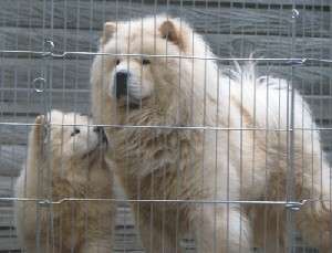 FETITA CHOW-CHOW BLUE CU PEDIGREE-tatal INTERNATIONAL GRAND CHAMP