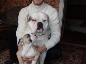 Ofer Buldog American buli pentru monta