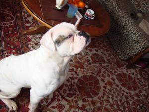 Ofer Buldog American buli pentru monta
