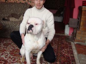 Ofer Buldog American buli pentru monta