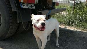 DOG ARGENTINIAN,  PERECHE,  2 ANI