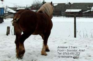 Armasar de vanzare 2,   5 ani