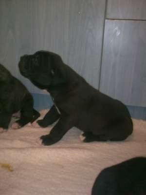 vand cane corso