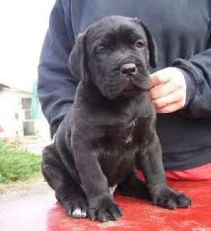 vand cane corso