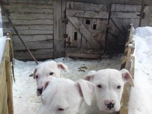 VAND CATEI DOG ARGENTINO