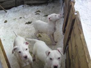 VAND CATEI DOG ARGENTINO
