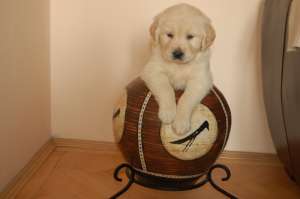 Pui Golden Retriever