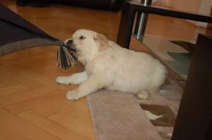 Pui Golden Retriever