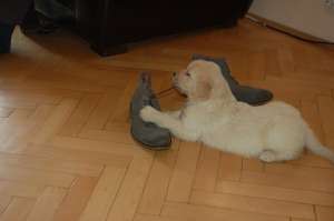 Pui Golden Retriever