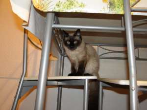Vand pisoi Birmanez