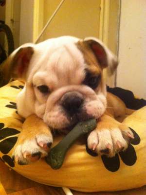 Vand BULLDOG ENGLEZ + jucarii,  patut,  boluri de mancare,  cd pentru dresaj acasa BONUS