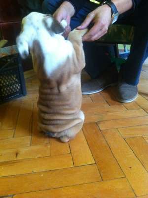Vand BULLDOG ENGLEZ + jucarii,  patut,  boluri de mancare,  cd pentru dresaj acasa BONUS