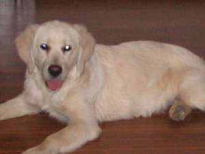 golden retriever