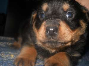Vand catel rottweiler