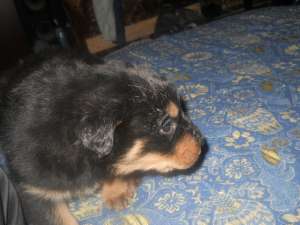 Vand catel rottweiler