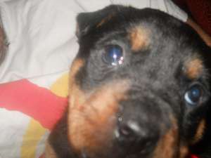 Vand catel rottweiler